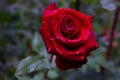 Beautiful and charming red rose closeup on green plant background with little drops of summer rain water Royalty Free Stock Photo